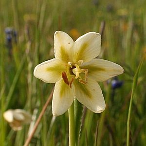 Fritillaria liliacea