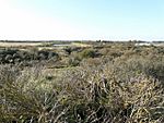 Gibraltar Point National Nature Reserve - geograph.org.uk - 1022055.jpg