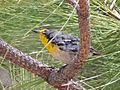 Grace's Warbler Reef Townsite Carr Canyon Sierra Vista AZ 2018-07-25 09-31-14 (43692864472)