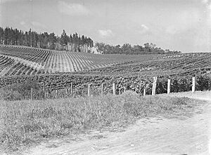 Grape picking, Te Kauwhata