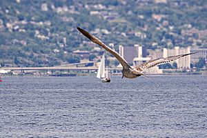 Gull-Duluth-Superior