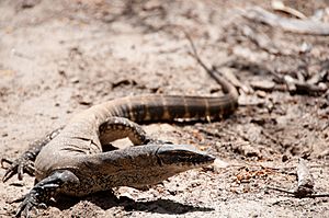 Heath goanna Varanus rosenbergii (8270070527).jpg