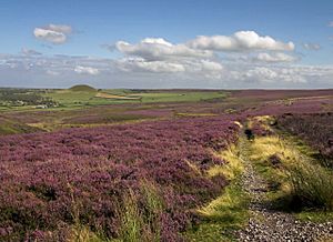 Heather moorland on the North York Moors