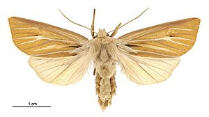 Ichneutica ceraunias female.jpg