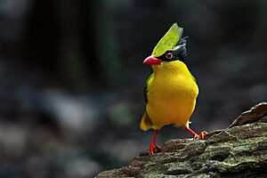 Indochinese Green-Magpie (ssp. hypoleuca) 0A2A5802.jpg