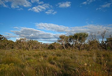 KensingtonBushland21102007 1673924870 8830b2714c o.jpg