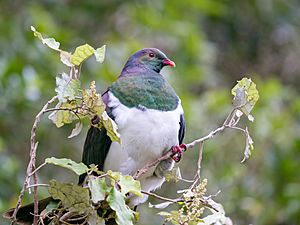 Kererū on a rangiora at Zealandia