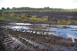 Lindow Moss 2006