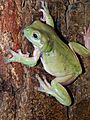 Litoria caerulea2