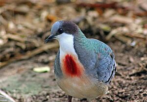 MINDANAO BLEEDING-HEART DOVE (6951813978).jpg