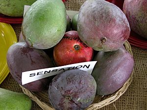 Mango Sensation Asit fs.jpg