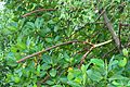 Mangroves at Muzhappilangad007 2