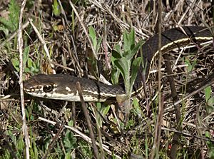 Masticophis lateralis lateralis.jpg