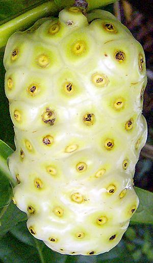 Morinda citrifolia Fruit