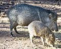 Mother javelina and baby