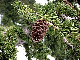 MountainHemlock 0965