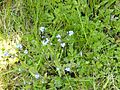 Myosotis arvensis, general view