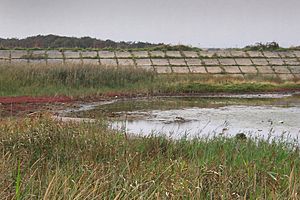 Naze landscape