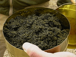 Paddlefish caviar