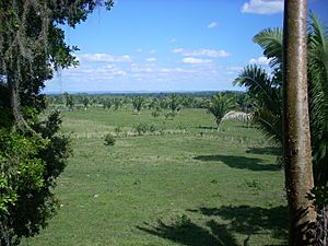 Petén savannah 1