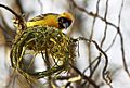 Ploceus velatus -Johannesburg -male making nest-8