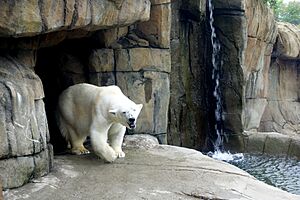 Polar bear - Pittsburgh Zoo - DSC02722