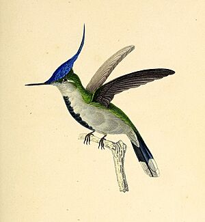 Purple-crowned plovercrest (Stephanoxis loddigesii) - BioDivLibrary (cropped)