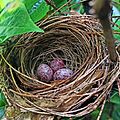 RWBulbul Eggs