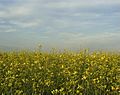 Rapeseed field in Khakassia 1