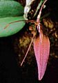 Restrepia dodsonii Orchi 01