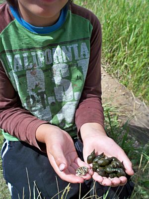 Snails at Biggar Trout Pond