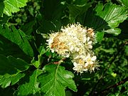 Sorbus arranensis