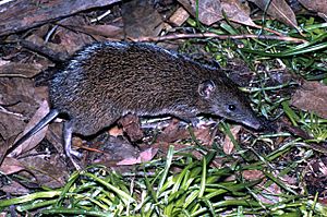 Southern Brown Bandicoot Victoria