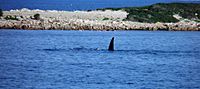 Southern Right Whales Lipson Cove