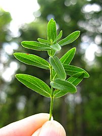 StJohnswort-leaves