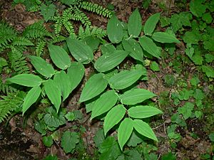 Streptopus amplexifolius 10442.JPG