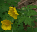 Stylophorum diphyllum flowers cropped