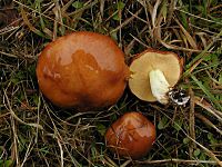 Suillus brevipes 78