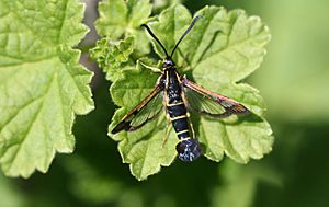 Synanthedon tipuliformis 01.jpg