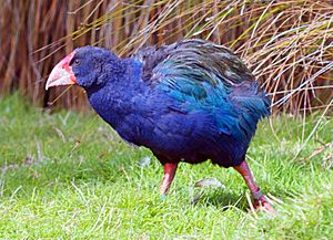 Takahe in Te Anau