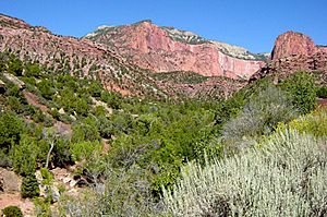 Taylor Creek with Horse Ranch Mountain in background