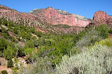 Taylor Creek with Horse Ranch Mountain in background.jpeg