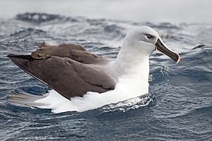 Thalassarche chrysostoma - SE Tasmania.jpg