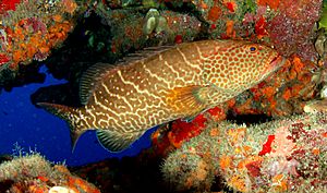 Tiger grouper.JPG