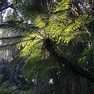 Tree Fern by Nick Longrich