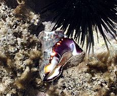 Vasinae in Tide pools in Mombasa