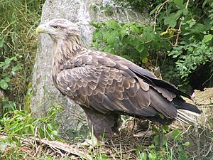 White-tailed Sea Eagle