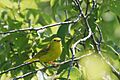 Yellow Warbler 20090628 6831 3675254124