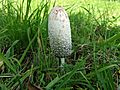 2006-10-22Coprinus comatus02.jpg