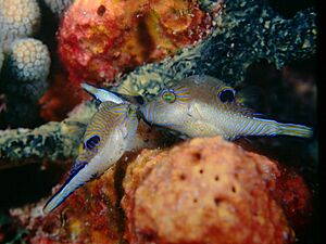 3 Canthigaster rostrata